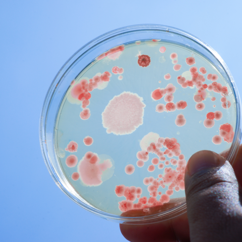 gut good bacteria
